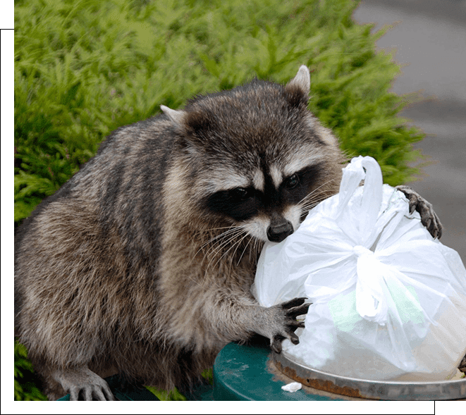 A raccoon is eating food from the bowl.