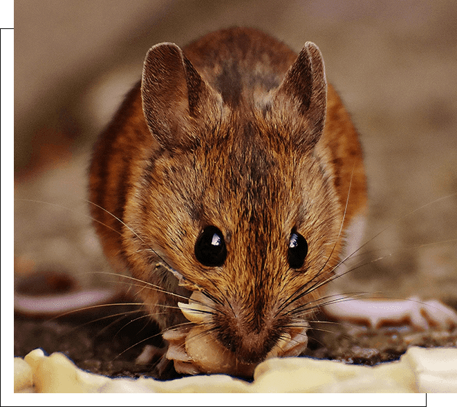 A mouse is eating something on the ground.