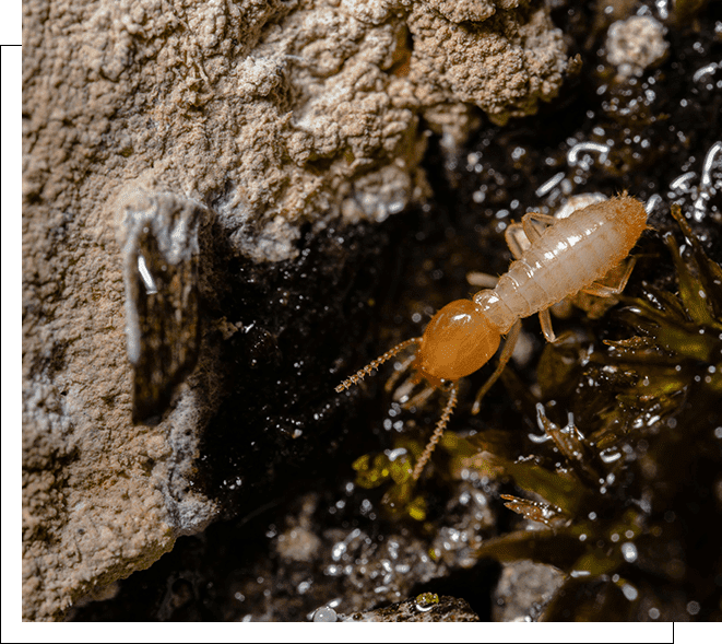 A close up of an ant on the ground