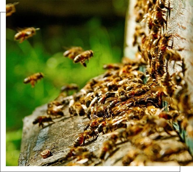 A bunch of bees flying around on the ground